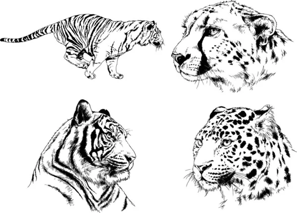 Ensemble Dessins Vectoriels Sur Thème Des Prédateurs Tigres Sont Dessinés — Image vectorielle