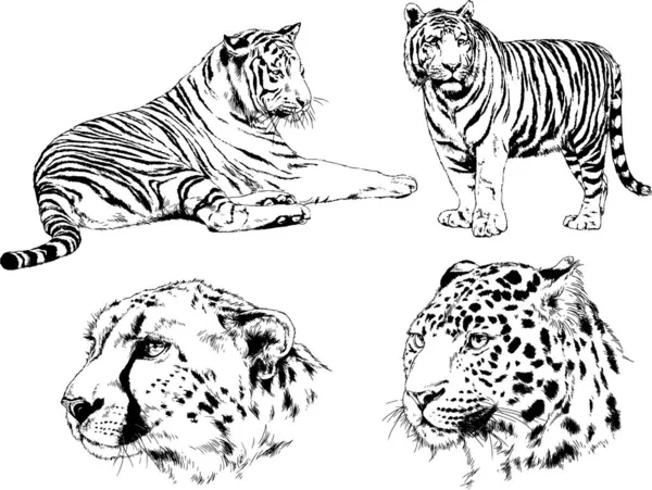 Set Vector Drawings Theme Predators Tigers Drawn Hand Ink Tattoo — Stock Vector