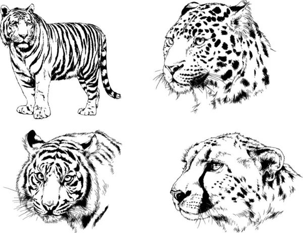 Dibujos Vectoriales Bocetos Diferentes Depredadores Tigres Leones Guepardos Leopardos Dibujan — Vector de stock