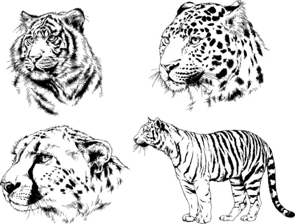 Dibujos Vectoriales Bocetos Diferentes Depredadores Tigres Leones Guepardos Leopardos Dibujan — Vector de stock