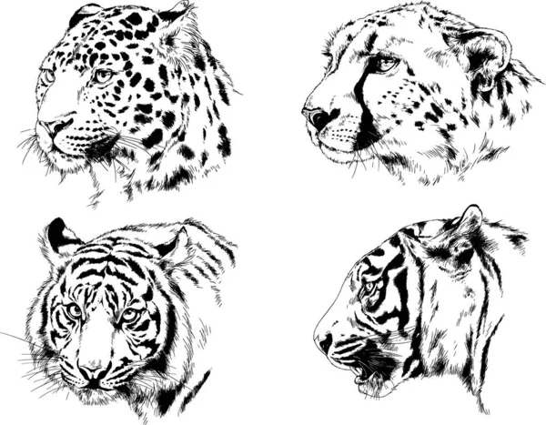 Dibujos Vectoriales Bocetos Diferentes Depredadores Tigres Leones Guepardos Leopardos Dibujan — Vector de stock