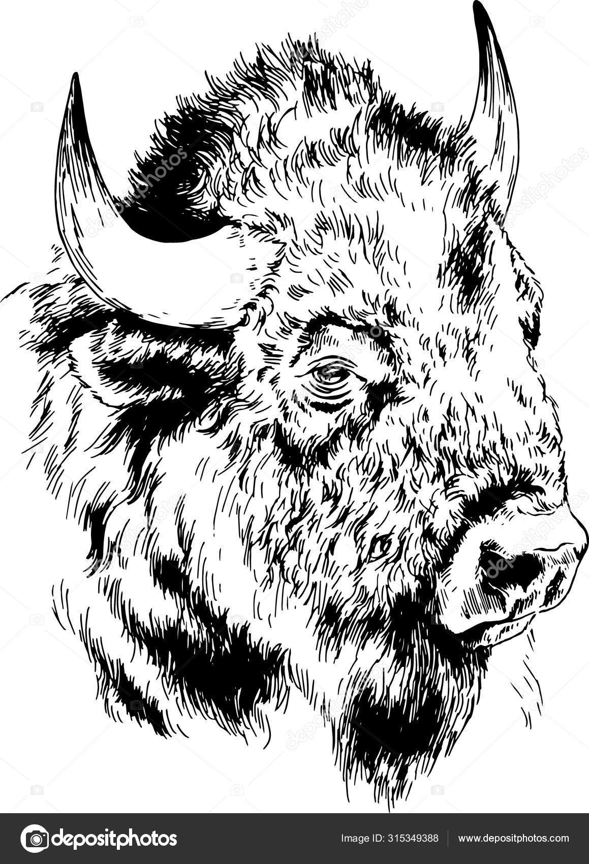 Powerful Huge Buffalo Horns Drawn Ink Freehand Sketch Tattoo Stock