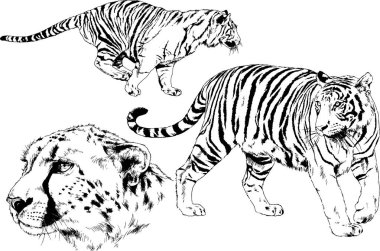 Yırtıcıların temasındaki vektör çizimleri mürekkep dövmeli logolarla elle çizilir.