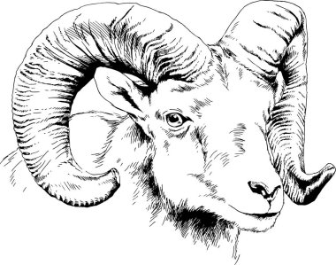 mountain sheep with horns ink-drawn sketch by hand, objects with no background clipart