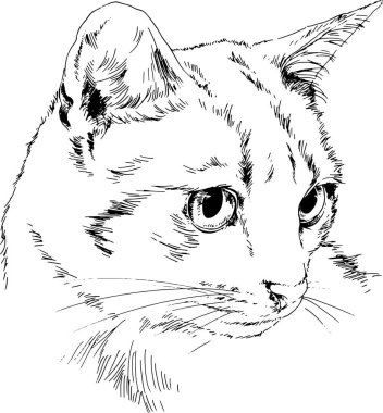 Beyaz arka planda mürekkeple çizilmiş soylu bir kedi.