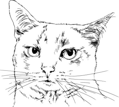 Beyaz arka planda mürekkeple çizilmiş soylu bir kedi.