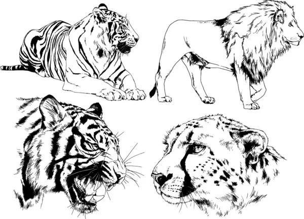 Set Vector Drawings Theme Predators Tigers Drawn Hand Ink Tattoo — Stock Vector