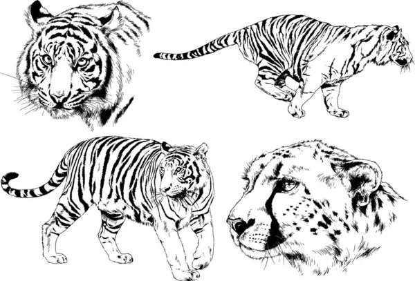 Vektor Rajzok Téma Ragadozók Tigrisek Rajzolni Kézzel Tetoválás Logók — Stock Vector
