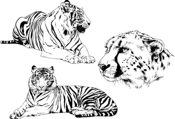 Set Vector Drawings Theme Predators Tigers Drawn Hand Ink Tattoo — Stock Vector