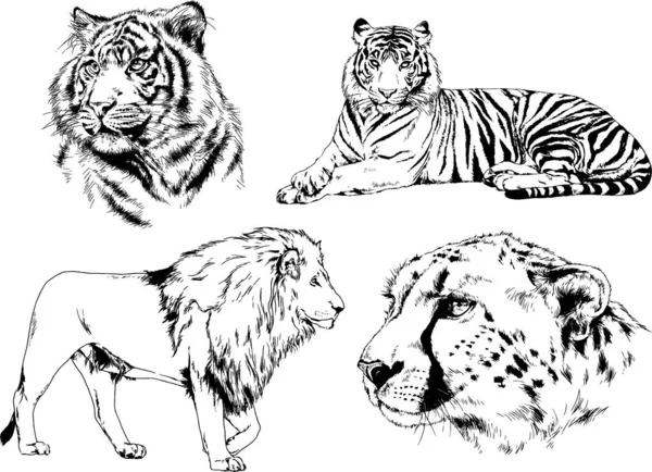 Conjunto Dibujos Vectoriales Sobre Tema Los Depredadores Tigres Dibujan Mano — Vector de stock