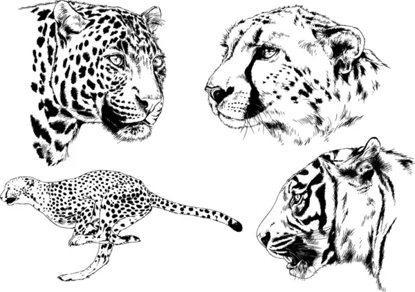 Set Vector Drawings Theme Predators Tigers Drawn Hand Ink Tattoo — Stock Vector