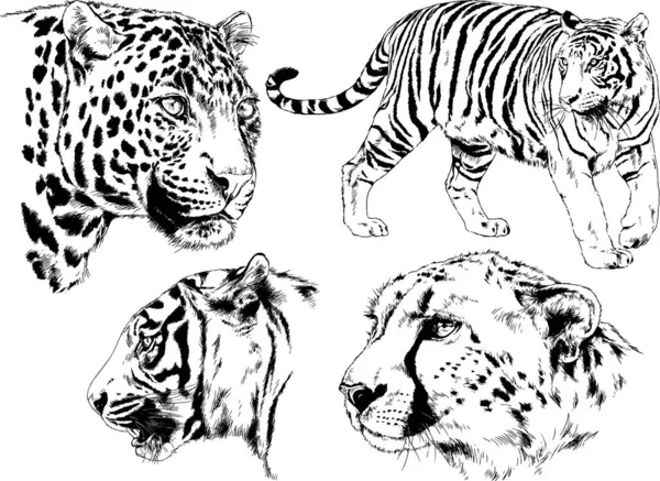 Ensemble Dessins Vectoriels Sur Thème Des Prédateurs Tigres Sont Dessinés — Image vectorielle