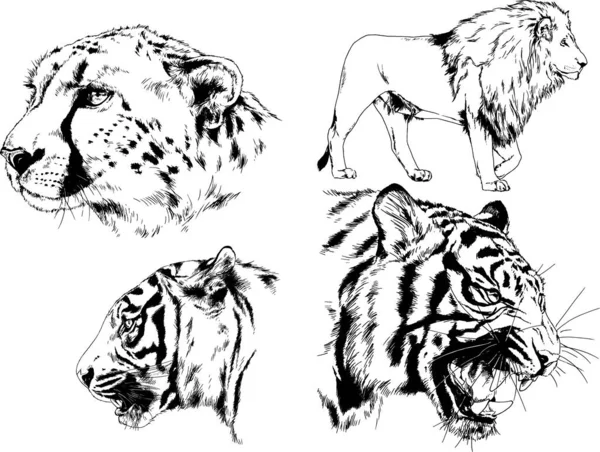 Serie Disegni Vettoriali Sul Tema Dei Predatori Tigri Sono Disegnati — Vettoriale Stock