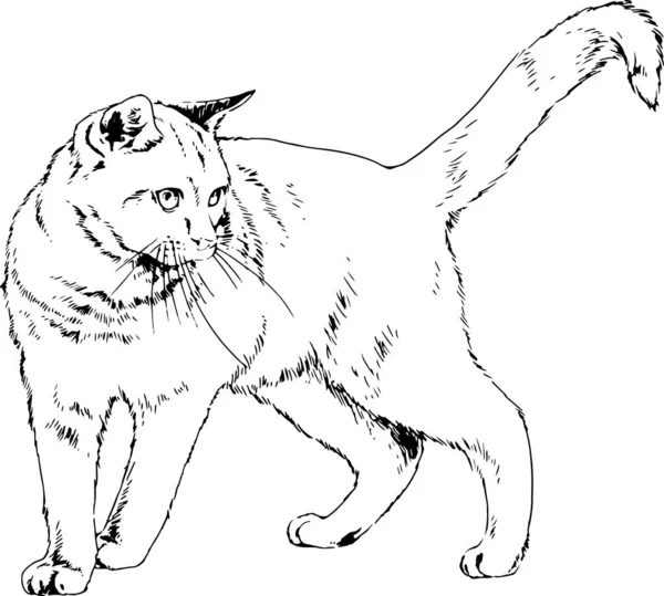 Gato Genealógico Dibujado Tinta Mano Sobre Fondo Blanco — Vector de stock