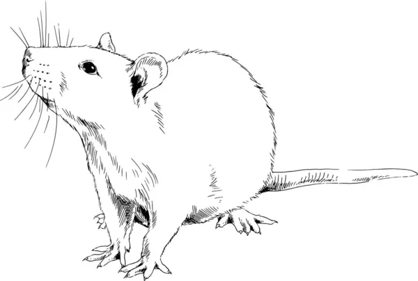 かわいいふわふわのネズミがその足の上に座っています今年の象徴ライナーで描かれました — ストックベクタ