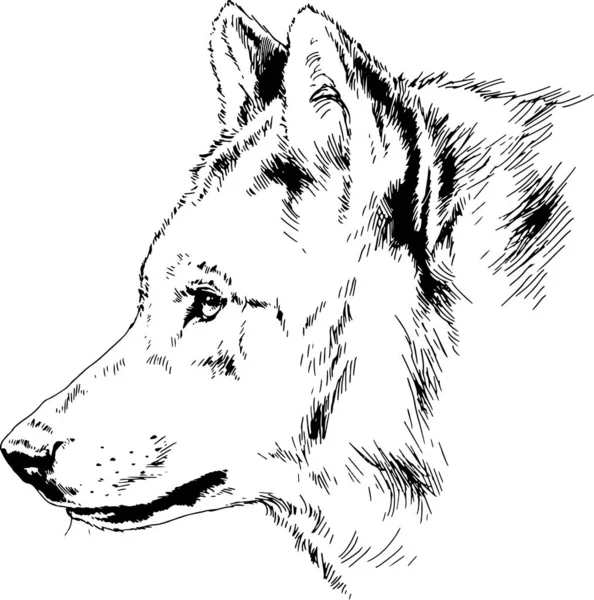 Lobo Lobo Gordo Grande Afilado Dibujado Tinta Mano Sobre Tatuaje — Vector de stock