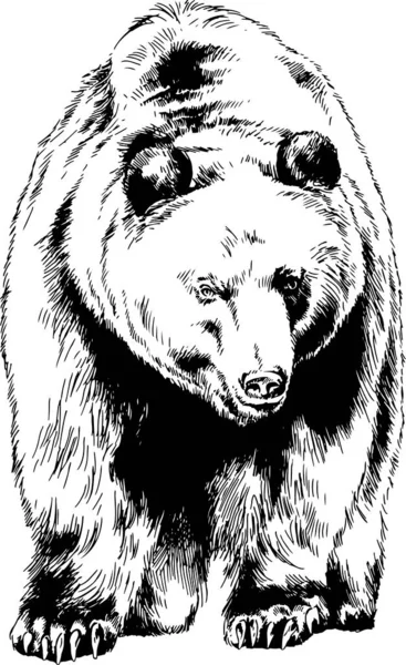 Gros Grizzli Brun Dessiné Encre Main Sur Fond Blanc — Image vectorielle