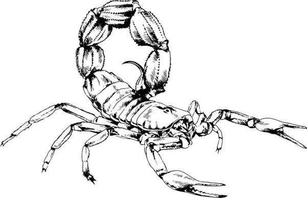 Scorpion Est Dessiné Encre Sur Fond Blanc Tatouage — Image vectorielle