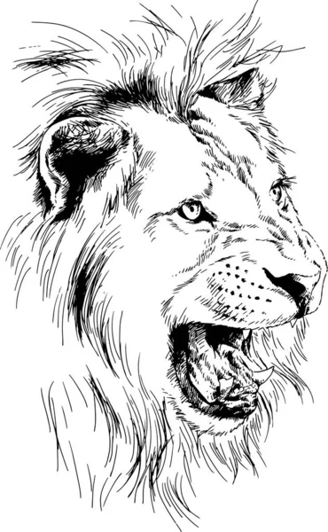 Lew Wyciągnąć Tuszem Rąk Drapieżnika Logo Tatuaż — Wektor stockowy