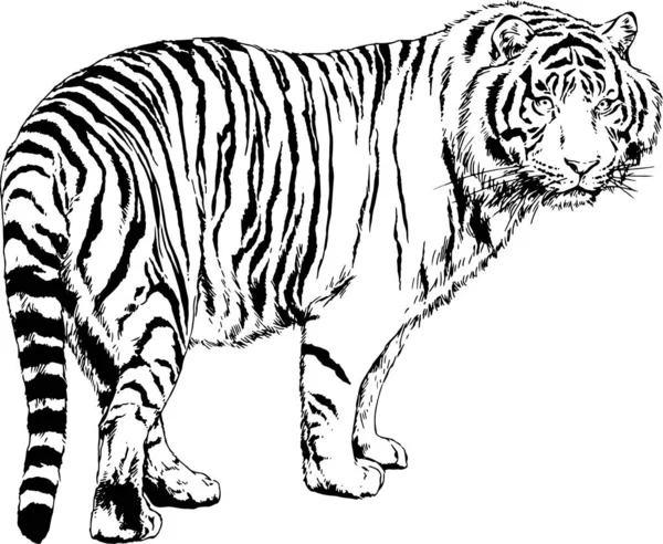 Tigre Dessiné Encre Des Mains Tatouage Prédateur Logo — Image vectorielle