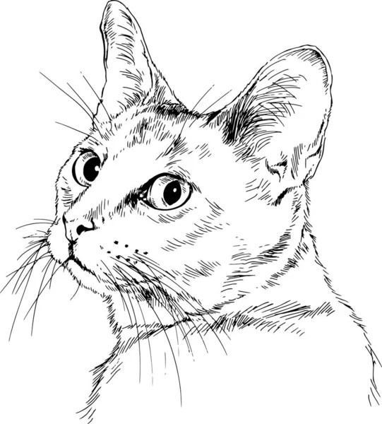 Pedigree Cat Drawn Ink Hand White Background — Stock Vector