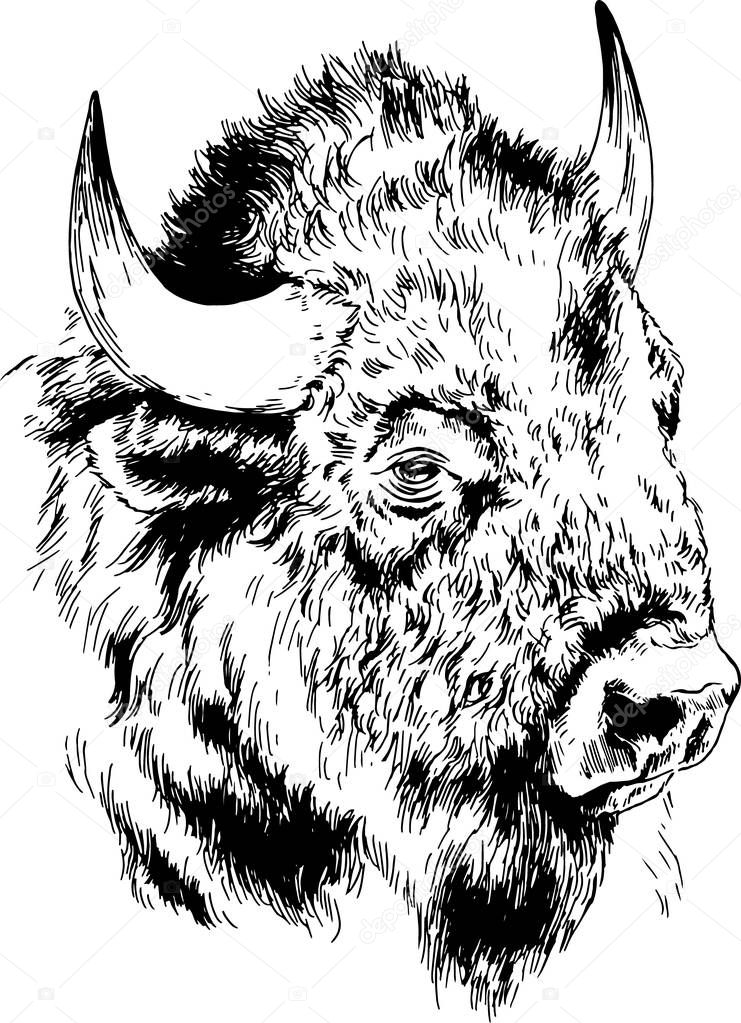 powerful huge Buffalo with horns drawn in ink freehand sketch tattoo