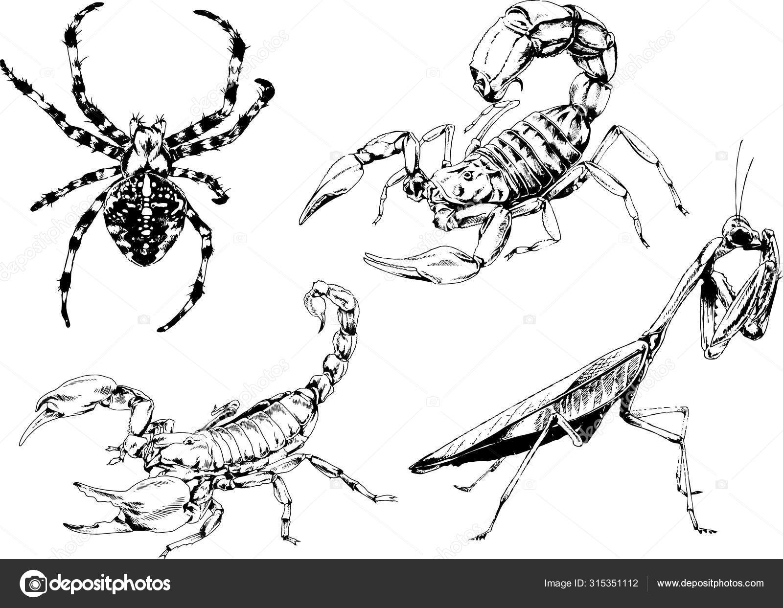 Alacranes imágenes de stock de arte vectorial | Depositphotos