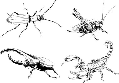 Vektör çizimleri farklı böcekler çizer. Akrepler, mürekkeple çizilen örümcekler, arka planı olmayan nesneler.