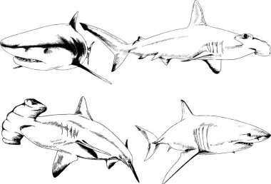 büyük beyaz köpekbalığı mürekkep serbest kroki logo çizilmiş