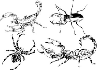 Vektör çizimleri farklı böcekler çizer. Akrepler, mürekkeple çizilen örümcekler, arka planı olmayan nesneler.