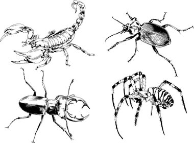 Vektör çizimleri farklı böcekler çizer. Akrepler, mürekkeple çizilen örümcekler, arka planı olmayan nesneler.