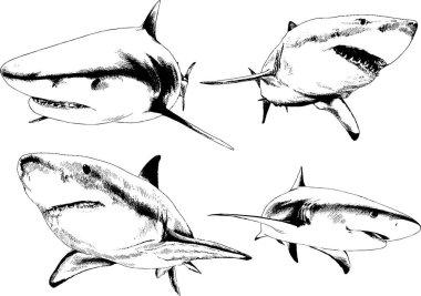 büyük beyaz köpekbalığı mürekkep serbest kroki logo çizilmiş