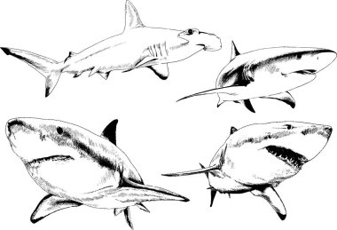 büyük beyaz köpekbalığı mürekkep serbest kroki logo çizilmiş