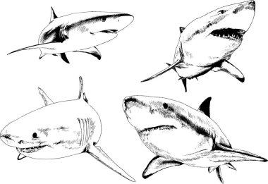 büyük beyaz köpekbalığı mürekkep serbest kroki logo çizilmiş