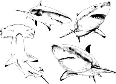 büyük beyaz köpekbalığı mürekkep serbest kroki logo çizilmiş