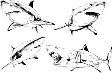 büyük beyaz köpekbalığı mürekkep serbest kroki logo çizilmiş