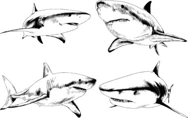 büyük beyaz köpekbalığı mürekkep serbest kroki logo çizilmiş