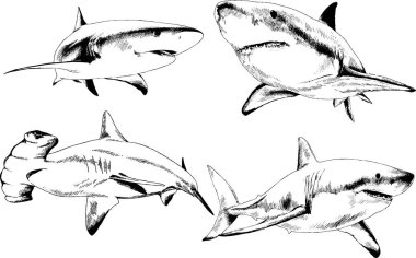 büyük beyaz köpekbalığı mürekkep serbest kroki logo çizilmiş