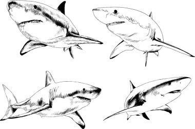 büyük beyaz köpekbalığı mürekkep serbest kroki logo çizilmiş