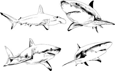 büyük beyaz köpekbalığı mürekkep serbest kroki logo çizilmiş