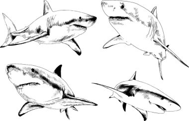 büyük beyaz köpekbalığı mürekkep serbest kroki logo çizilmiş