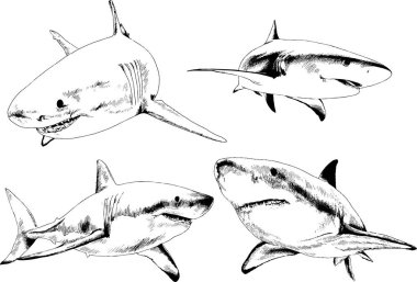 büyük beyaz köpekbalığı mürekkep serbest kroki logo çizilmiş