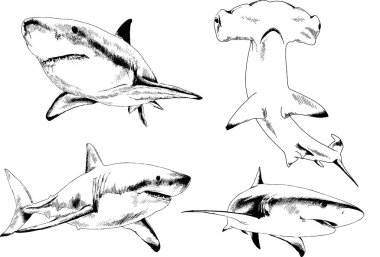 büyük beyaz köpekbalığı mürekkep serbest kroki logo çizilmiş