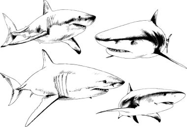 büyük beyaz köpekbalığı mürekkep serbest kroki logo çizilmiş
