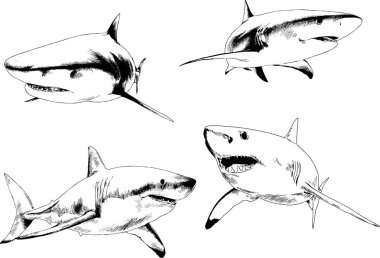 büyük beyaz köpekbalığı mürekkep serbest kroki logo çizilmiş