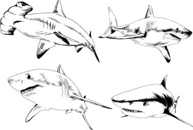 büyük beyaz köpekbalığı mürekkep serbest kroki logo çizilmiş