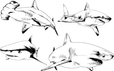 büyük beyaz köpekbalığı mürekkep serbest kroki logo çizilmiş