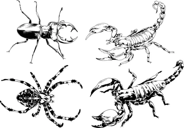 Vector Drawings Sketches Different Insects Bugs Scorpions Spiders Drawn Ink — Stock Vector