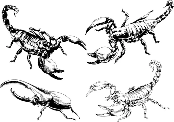 ベクトル図は異なる昆虫のバグをスケッチ手でインクで描かれたスコーピオンクモ 背景のないオブジェクト — ストックベクタ