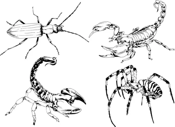 Dessins Vectoriels Esquisse Différents Insectes Insectes Scorpions Araignées Dessinées Encre — Image vectorielle